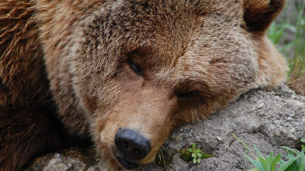 Zoo Salzburg (A)