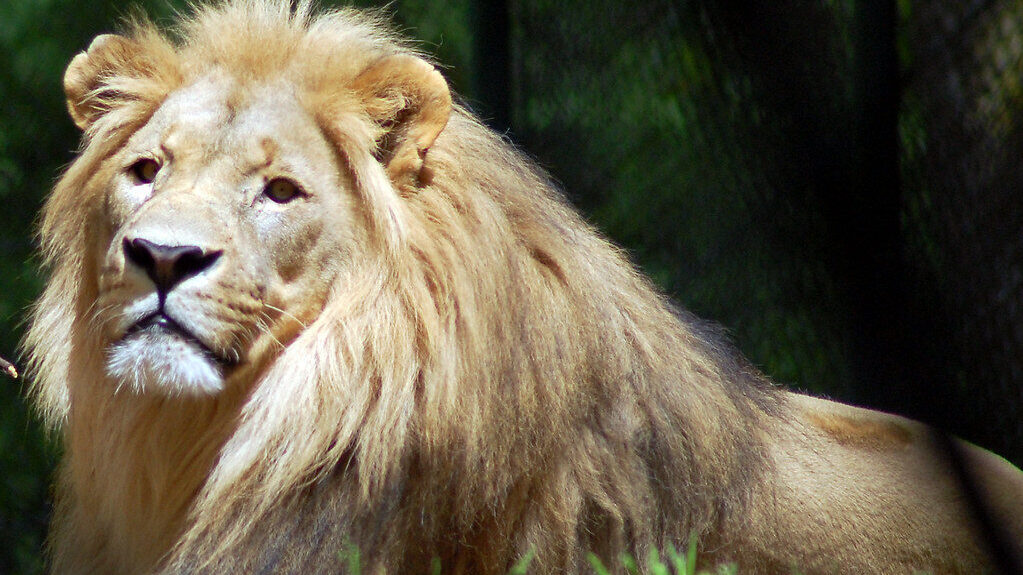 Zoo Salzburg (A)