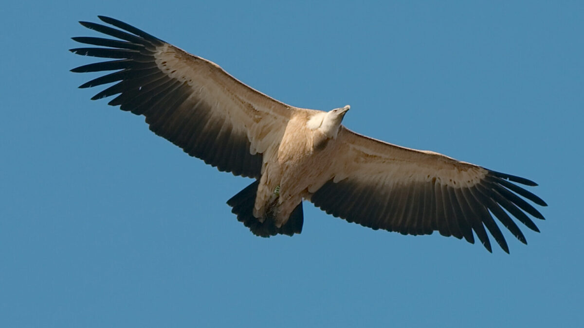 Gyps fulvus at zoo Salzburg-0015